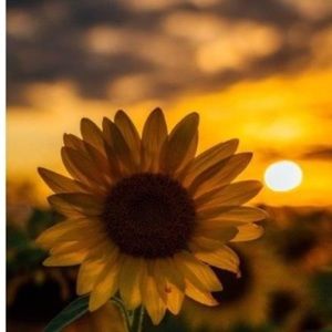 Meet your Posher, Jade